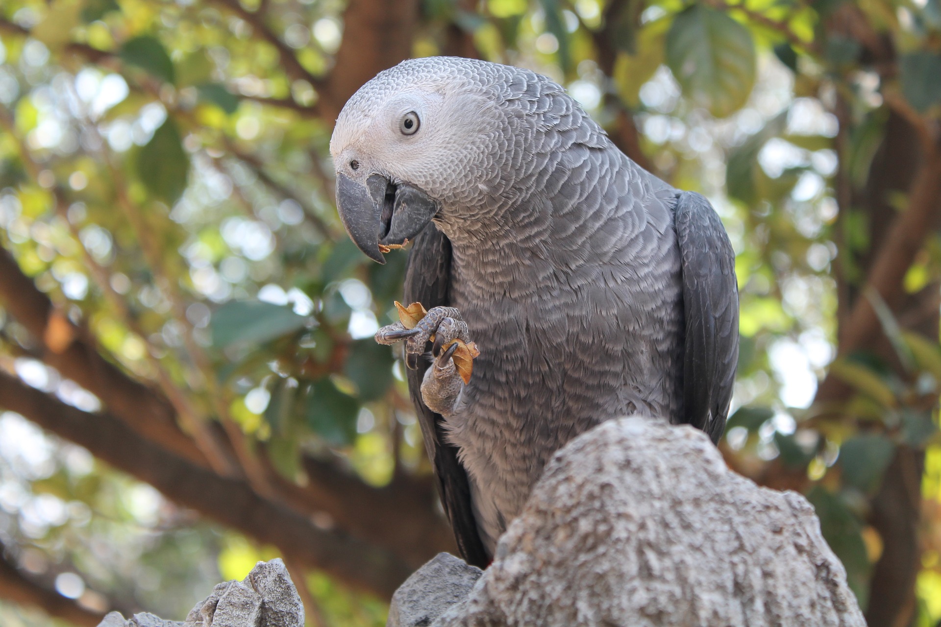 “Sir Parrot”, papagalul care și-a pierdut accentul